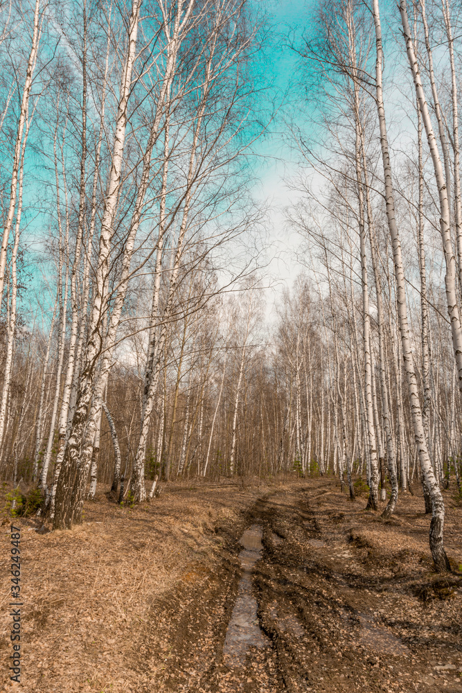 country road through the birch forest photo country road through the birch forest photo