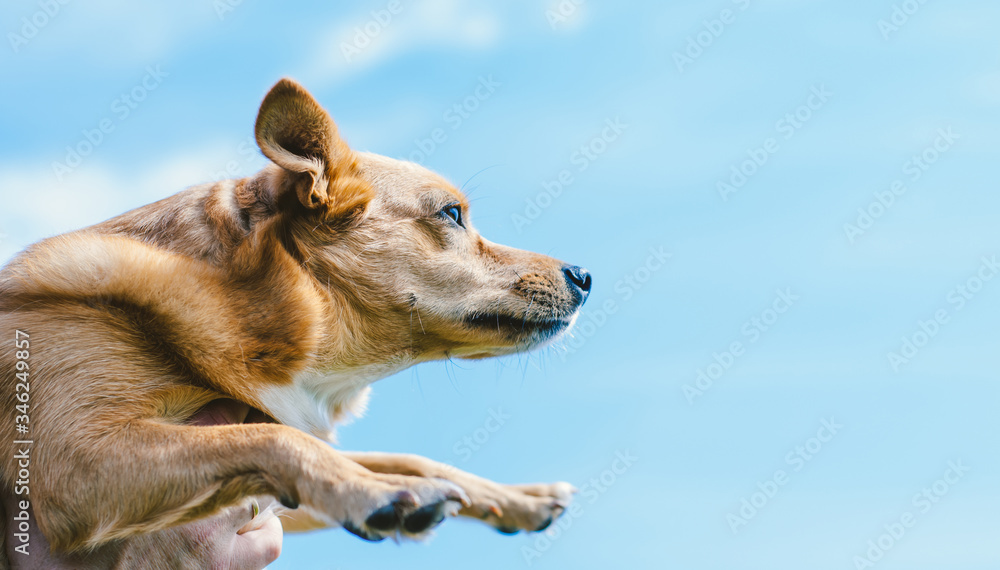 positive red dog without breed against the sky for advertising, place for text positive red dog without breed against the sky for advertising, place for text