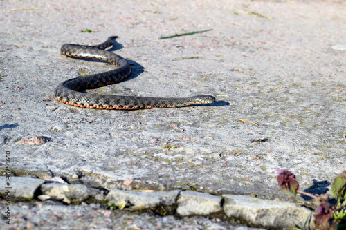 Ordinary already (lat. Natrix natrix) - non-poisonous snakes from the family odoriformes. A beautiful gray snake crawls on concrete.