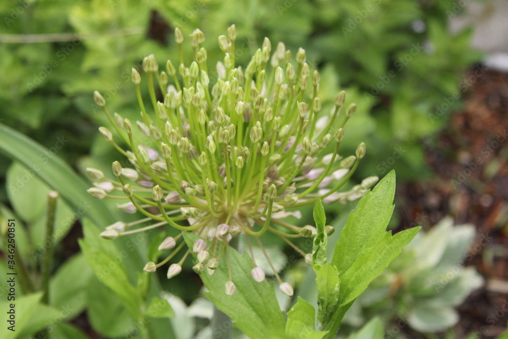 Allium pink opening flower head bud Allium pink opening flower head bud