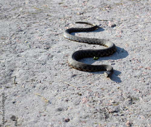 Ordinary already (lat. Natrix natrix) - non-poisonous snakes from the family odoriformes. A beautiful gray snake crawls on concrete.