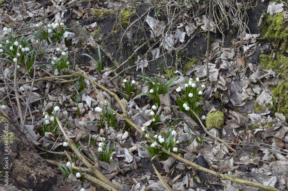 Fototapeta premium Closeup spring snowflake with blurred backgroung in spring forrest
