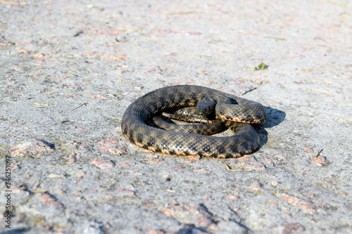 Common already (lat. Natrix natrix) - non-poisonous snakes from the family of odorous. Beautiful twisted gray snake on a concrete surface.