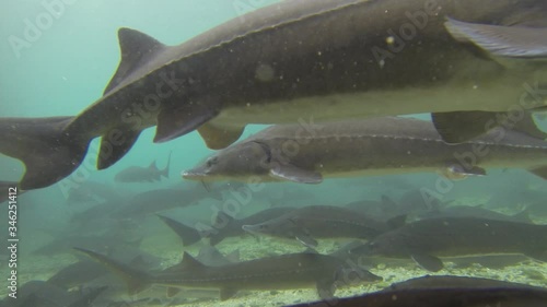 MS Underwater shot of Siberian sturgeon (Acipenser baerii) in fish farm