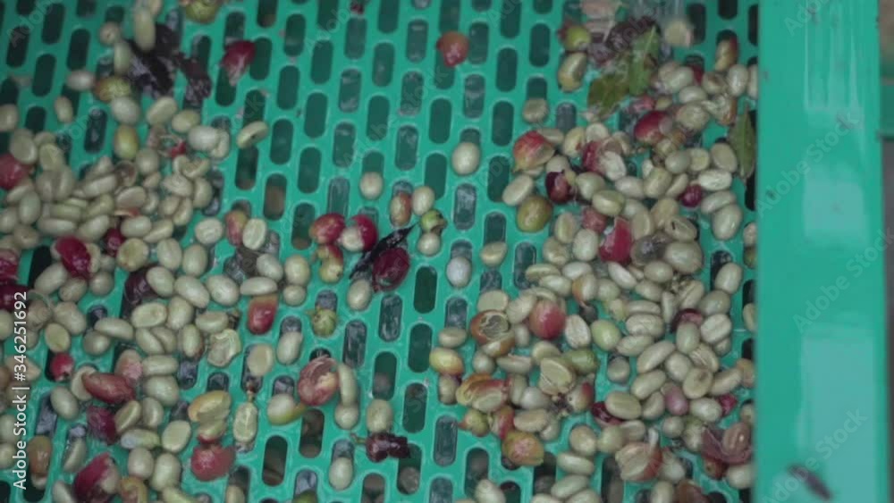 Fresh coffee cherries peeling process, peeling machine and cherries skin removed before next step of natural dry process, small coffee factory Fresh coffee cherries peeling process, peeling machine and cherries skin removed before next step of natural dry process, small coffee factory