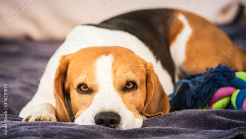 Hound Beagle dog sleeping outdoors on a garden sofa. Canine concept