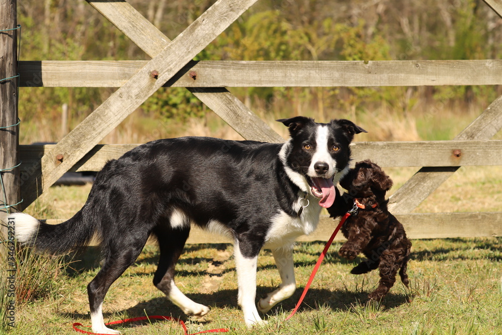 Border Collie and Cockapoo puppy playing by a gate Border Collie and Cockapoo puppy playing by a gate