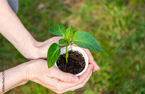 Woman's hands holding plastic cup with seedlings of paprika. Pepper sprouts in a plastic box on a blurred background