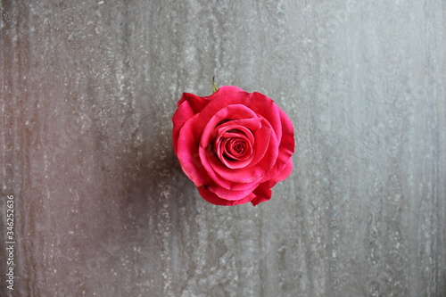 Czerwona róża