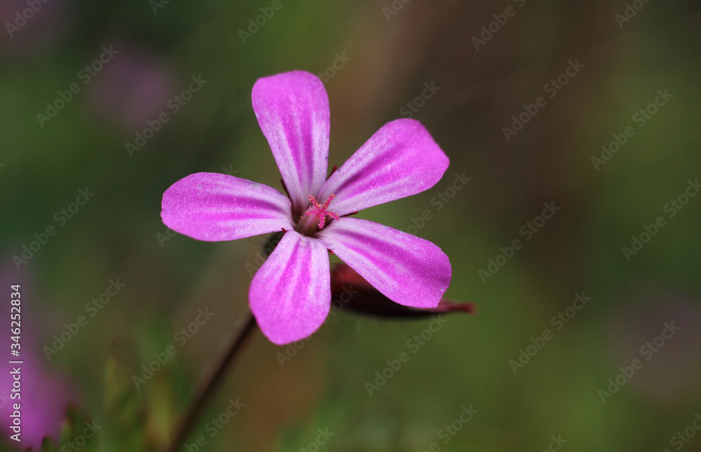 Macro image ofa single tiny pink wild flower of Geranium robertianum. Also known as herb-Robert, Storksbill, or Roberts geranium, in a natural outdoor setting. Macro image ofa single tiny pink wild flower of Geranium robertianum. Also known as herb-Robert, Storksbill, or Roberts geranium, in a natural outdoor setting.