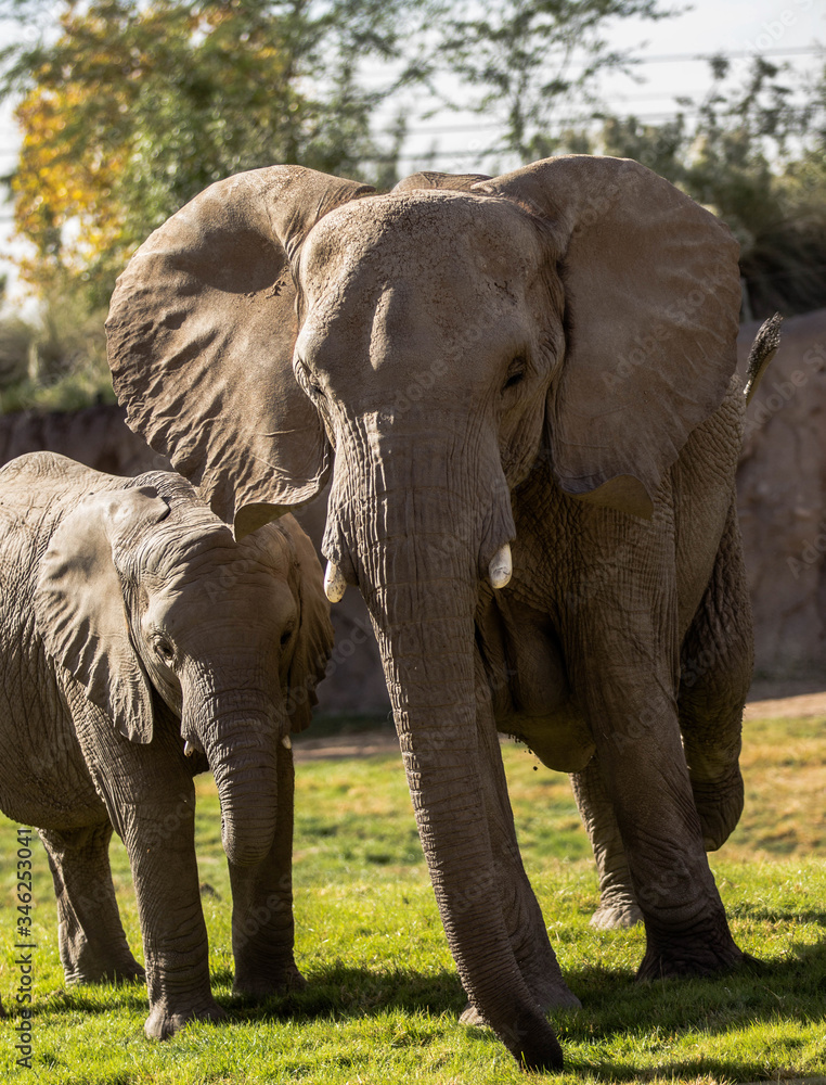 Obraz premium An Adult African elephant and its offspring