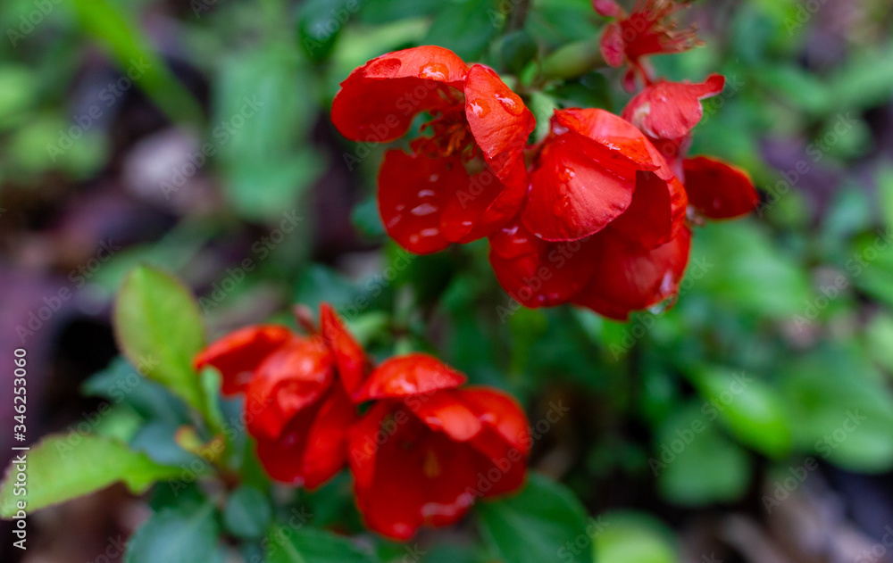 Obraz premium Early spring blooms Texas Scarlet Flowering Quince (Japanese chaenomeles) red flowers with raindrops on the petals. Selective focus. Blurred green background.