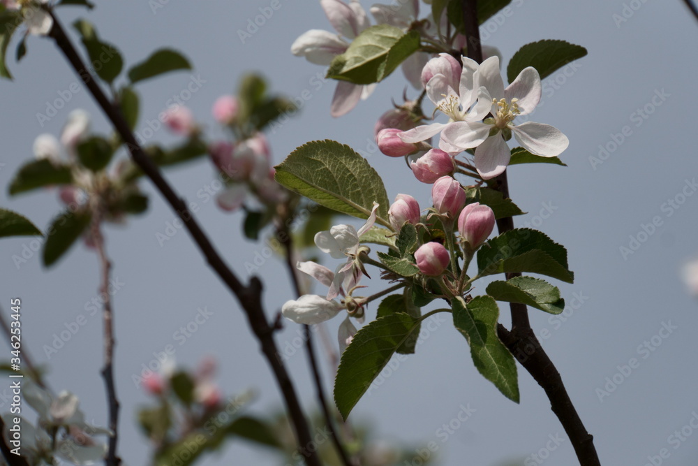Obraz premium Obstbaum