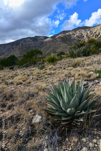 Agave, yucca, cacti and desert plants in a mountain valley landscape in New Mexico, © Oleg Kovtun