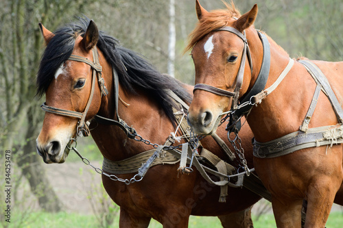 harnessed horses outdoor. Rural landscape © Art_man