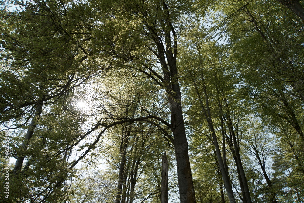 Baum Baum