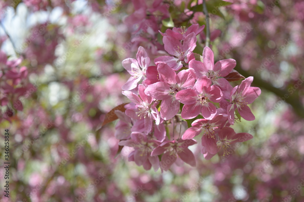 Closeup Malus purpurea known as Flowering Crab Apple with blurred background in spring park