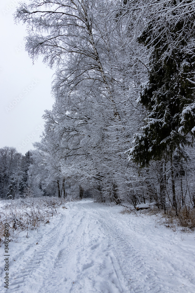 Fototapeta premium winter road in the forest