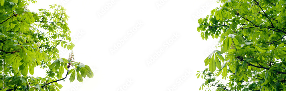 Branches with young bright leaves of a chestnut on a light background. Spring background, copy space, banner. Branches with young bright leaves of a chestnut on a light background. Spring background, copy space, banner.