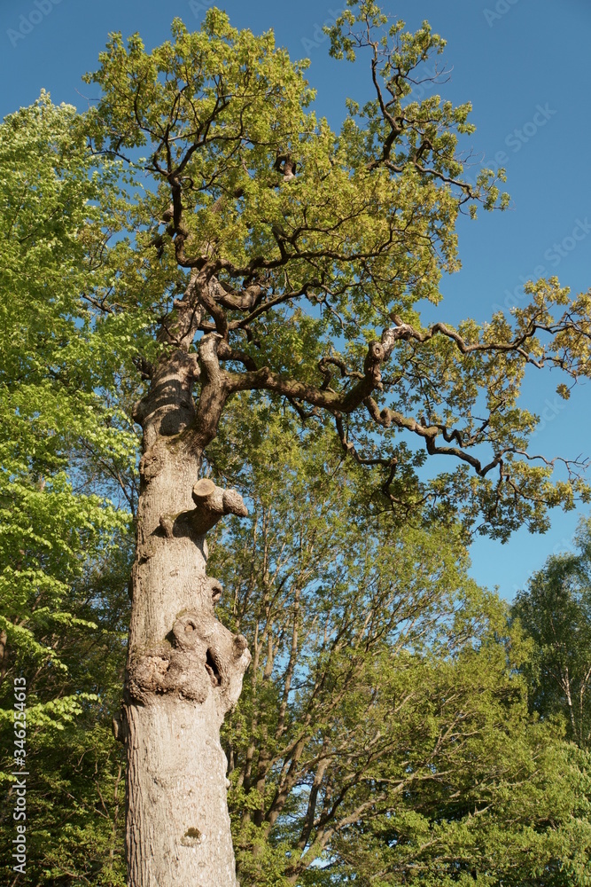 Fototapeta premium Baum