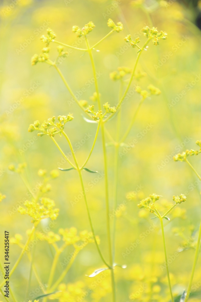 Fototapeta premium 女郎花