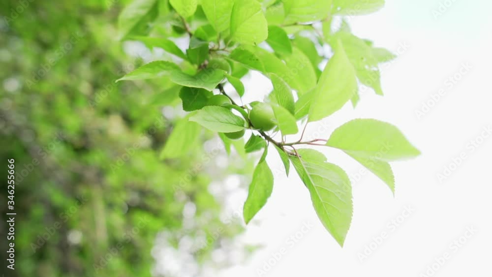 slow motion green plum in spring slow motion green plum in spring