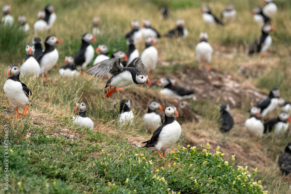 Colony of puffins standing on a cliff next to their burrows, with one puffin flying in and landing. Image taken in the Farne Islands, United Kingdom. Colony of puffins standing on a cliff next to their burrows, with one puffin flying in and landing. Image taken in the Farne Islands, United Kingdom.