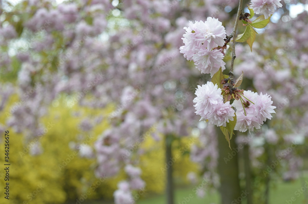 Closeup Prunus serrulata called also Japanese cherry with blurred background in spring park Closeup Prunus serrulata called also Japanese cherry with blurred background in spring park