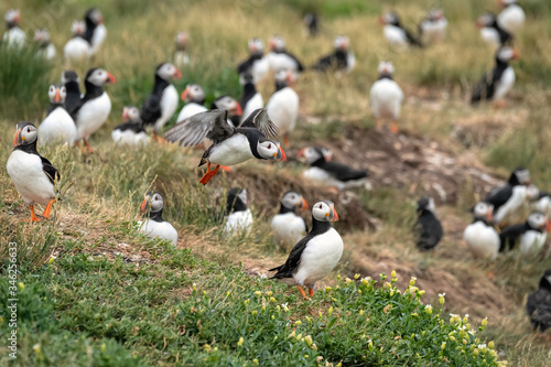 Colony of puffins standing on a cliff next to their burrows, with one puffin flying in and landing. Image taken in the Farne Islands, United Kingdom.
