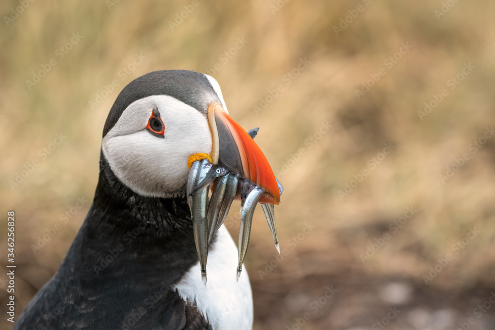 Naklejka premium Close up of a puffin with sand eels in its mouth. The breeding colony can be seen in the background. Image taken in the Farne Islands, United Kingdom.