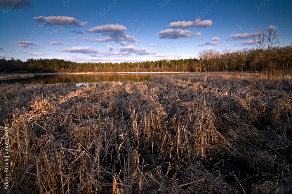 Fototapeta premium Clouds drift over a wetland habitat as sunset light streams across a shoreline of dried cattails.