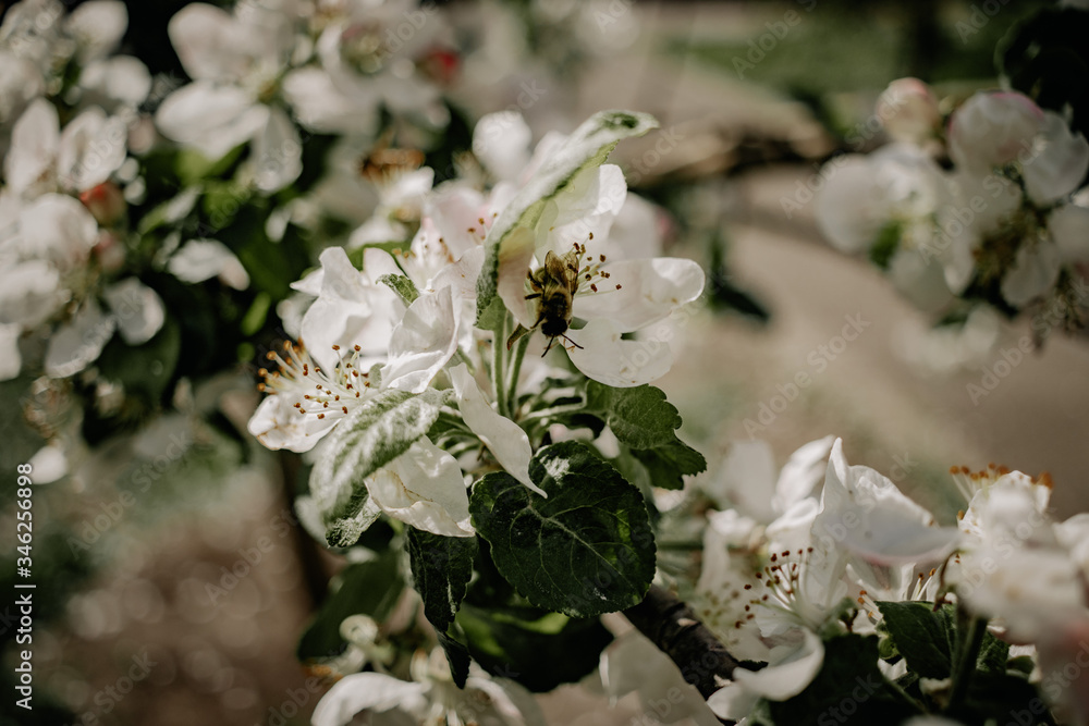 Spring flowering tree with white flowers and bees. Flowering apple tree branch. Spring flowering tree with white flowers and bees. Flowering apple tree branch.