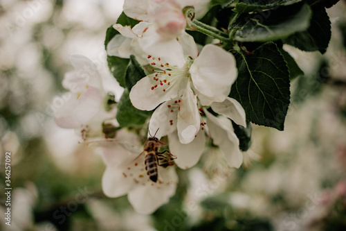 Spring flowering tree with white flowers and bees. Flowering apple tree branch.