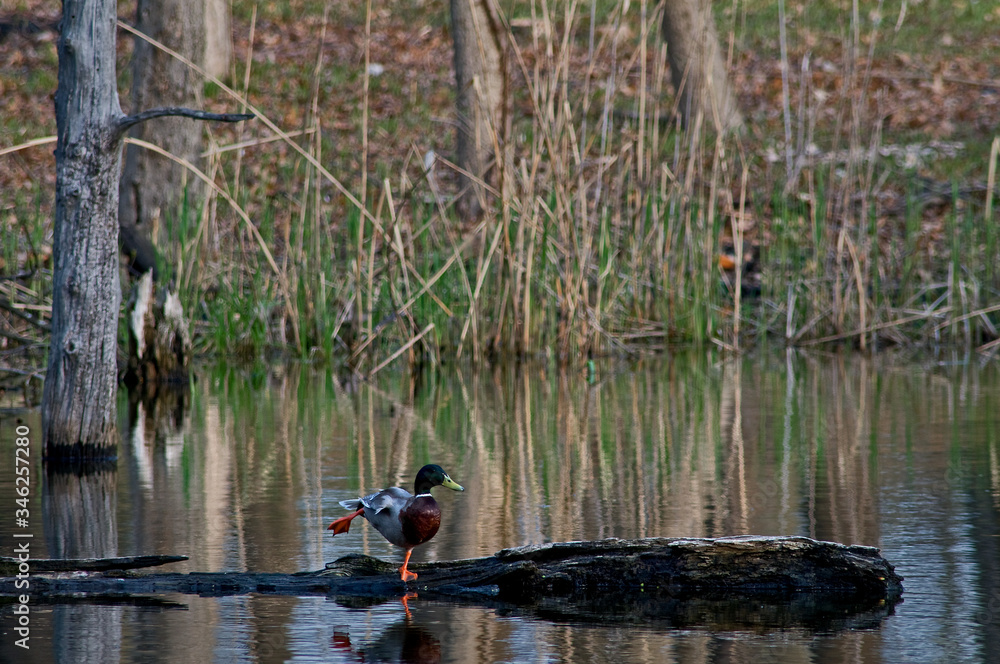 A drake mallard duck balances on one foot on a floating log in a small pond. A drake mallard duck balances on one foot on a floating log in a small pond.