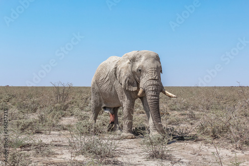 Einsamer Elefant in der ausgetrockneten Landschaft von Namibia