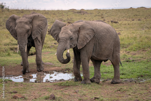Two elephants at a water hole. One elephant is attempting to clean out his trunk with his tusk. Image taken in the Maasai Mara, Kenya.