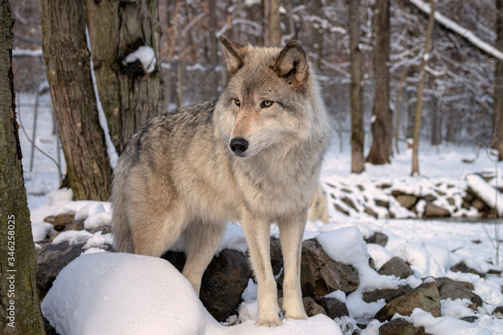 Obraz premium Gray wolf (also known as a Timber Wolf)in the snow
