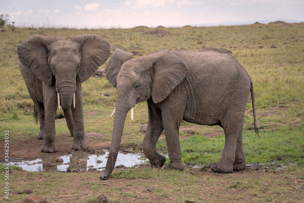 Two elephants gathered around a watering hole drinking water. Image taken in the Maasai Mara, Kenya.	