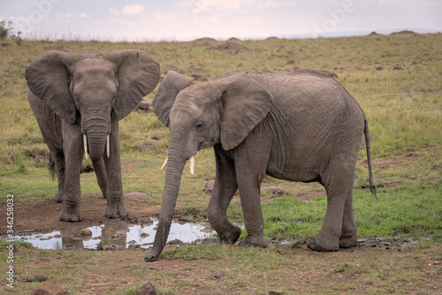 Two elephants gathered around a watering hole drinking water. Image taken in the Maasai Mara, Kenya. 