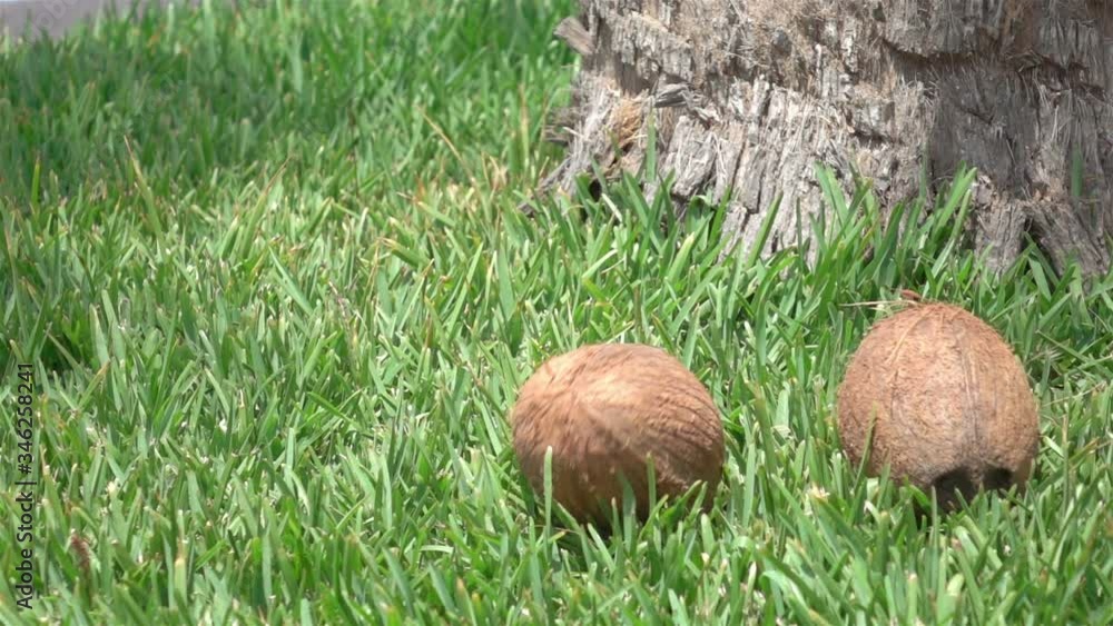 Coconuts falling on the grass in slow motion 250fps
Coconuts falling on the grass in slow motion 250fps