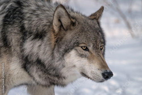 Gray wolf  also known as a Timber Wolf in the snow