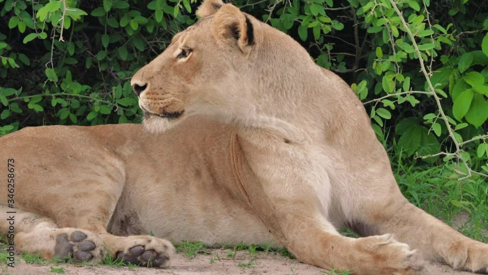 Beautiful Lioness Lying On The Ground And Curious About Something In Savuti, Botswana. - close up shot Beautiful Lioness Lying On The Ground And Curious About Something In Savuti, Botswana. - close up shot