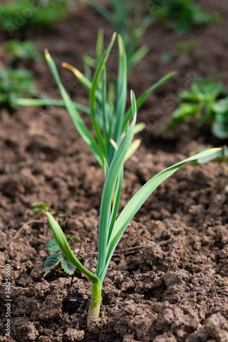 sprout of garlic planted in the ground