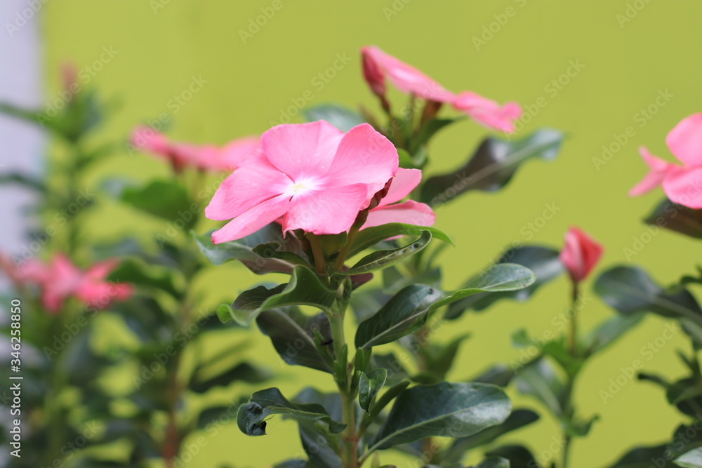 Pink flower