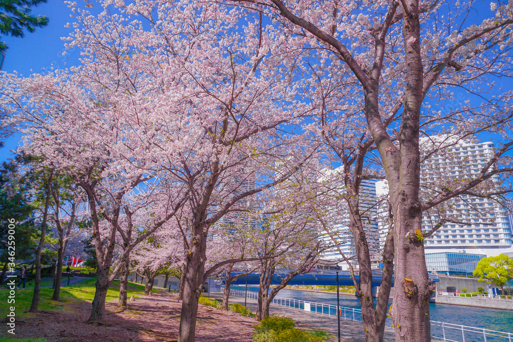 満開の桜と横浜みなとみらいの街並み