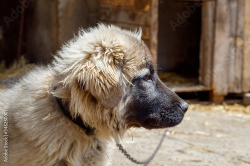 Cute Puppy of Sarplaninac Shepherd Dog Breed photo