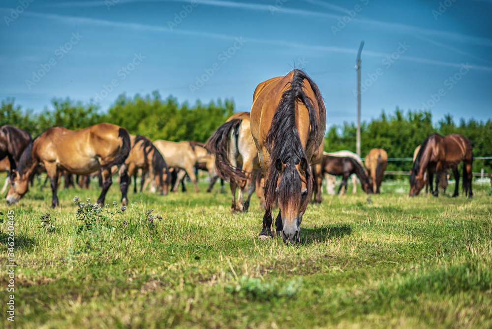 A village horse grazes in the summer on the field. A village horse grazes in the summer on the field.