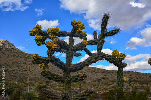 Cacti Tree cholla (Cylindropuntia imbricata) against the blue sky in a mountain landscape in New Mexico, USA