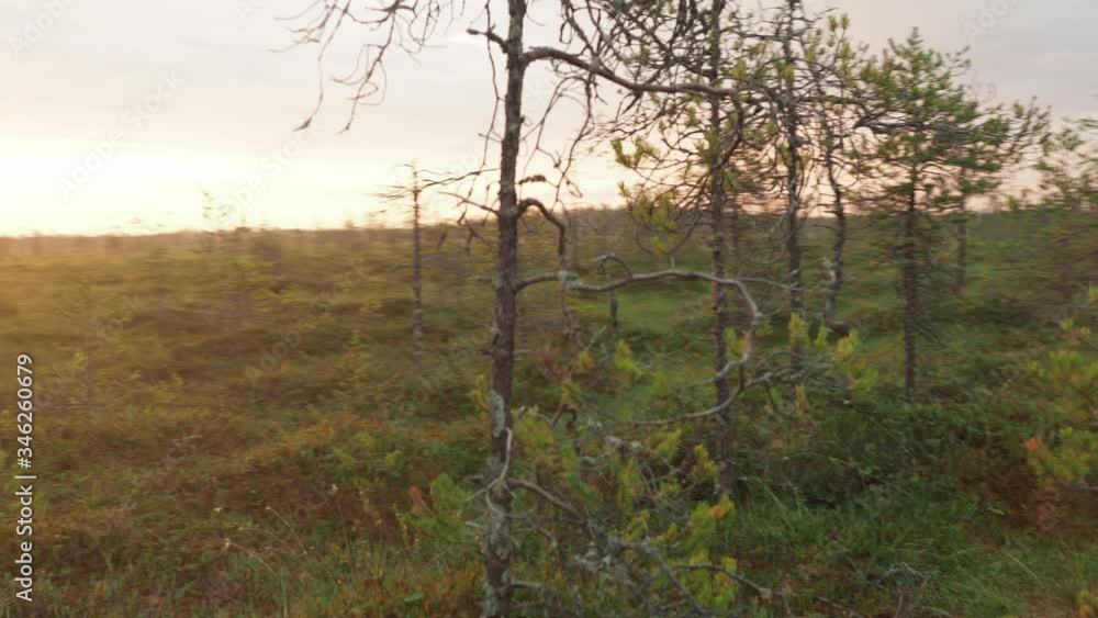Sunrise in forest meadow spin shot alone in woods Sunrise in forest meadow spin shot alone in woods