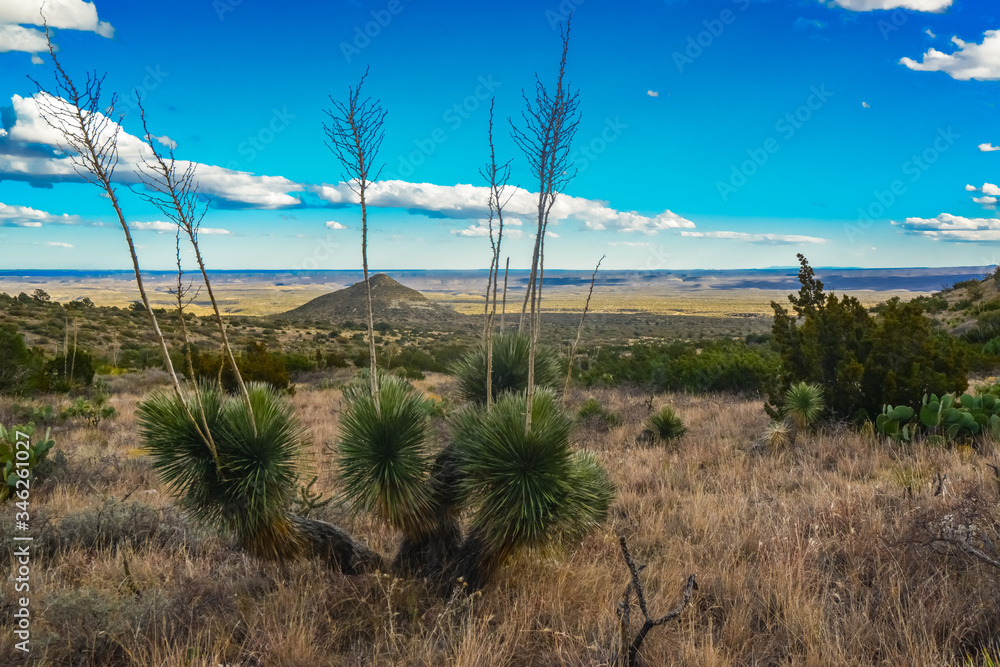 Agave, yucca, cacti and desert plants in a mountain valley landscape in New Mexico,